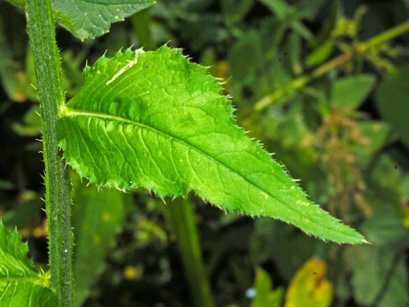 Carduus personata / Cardo personata